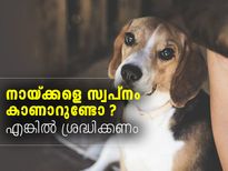 നായ്ക്കളെ സ്വപ്‌നം കാണാറുണ്ടോ നിങ്ങള്‍ ? എങ്കില്‍ 