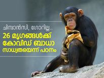 26 മൃഗങ്ങള്‍ക്ക് കോവിഡ് ബാധാ സാധ്യതയെന്ന് പഠനം