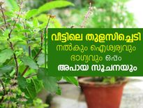 വീട്ടിലെ തുളസി നല്‍കും ഐശ്വര്യവും ഭാഗ്യവും