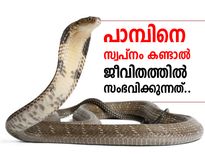 പാമ്പിനെ സ്വപ്‌നം കാണുന്നത് നിസ്സാരമാക്കല്ലേ ..!