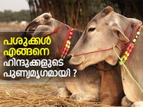 പശു എങ്ങനെ ഹിന്ദുക്കളുടെ പുണ്യമൃഗമായി ?