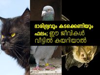 ദാരിദ്ര്യവും കടക്കെണിയും ഫലം; ഈ ജീവികള്‍ വീട്ടില്‍ കയറിയാല്‍ 