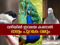 ഭാഗ്യത്തിന്റെ വാഹകരാണ് ഈ പക്ഷികള്‍