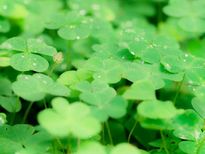  പുളിയാറിലയിലെ നാട്ടുവൈദ്യം മെരുങ്ങാത്ത രോഗങ്ങളില്ല