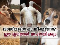 വാസ്തുദോഷം നീക്കണോ? ഈ മൃഗങ്ങളെ വളര്‍ത്തൂ