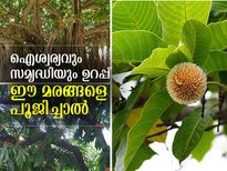 ദോഷങ്ങള്‍ നീങ്ങും; ഐശ്വര്യം വരും; ഈ മരങ്ങളെ ആരാധിച്ചാല്‍ 