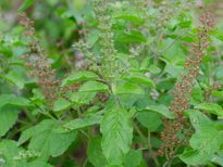  തുളസി കഴിക്കുന്നവര്‍ ഒന്ന് ശ്രദ്ധിക്കണം; പ്രത്യേകിച്ച് പ്രമേഹ രോഗികള്‍