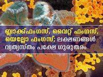 ബ്ലാക്ക്ഫംഗസ്, വൈറ്റ് ഫംഗസ്,  യെല്ലോ ഫംഗസ്; ഏറ്റവും അപകടകരവും ഗുരുതരവും ഏത്