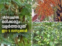ഈ 5 സസ്യങ്ങള്‍ വീട്ടില്‍ നട്ടുവളര്‍ത്തരുത്; സമ്പത്ത് പടികടക്കും