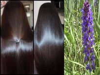 നരച്ച മുടിക്ക് ഇനി ഡൈ വേണ്ട; ഓരോ ഇഴയും കറുപ്പിക്കും ഒറ്റമൂലി