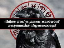  നിമിത്തത്തില്‍ വിശ്വസിക്കുന്നവരെങ്കില്‍ കാക്ക ഒരു നിസ്സാര ശകുനമല്ല