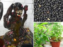 ഇന്ന് ശനി അമാവാസി; ശനിദോഷം അകറ്റണോ? ഇത് ചെയ്താല്‍ മതി  