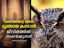 മൂങ്ങയെ കണ്ടാല്‍ നല്ലതോ ചീത്തയോ; ശകുനം പറയുന്നത് ഇതാണ്