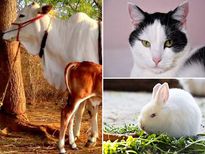 വീട്ടില്‍ ഈ മൃഗങ്ങളെങ്കില്‍ വാസ്തുപ്രകാരം ഭാഗ്യം കൂടെനില്‍ക്കും