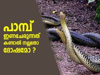 പാമ്പ് ഇണചേരുന്നത് കണ്ടാല്‍ നല്ലതോ ദോഷമോ ? ശകുനം പറയുന്നത് ഇത്