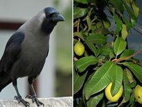 ജാതകത്തില്‍ പിതൃദോഷമോ; ഇവ നട്ട് പരിപാലിച്ചാല്‍ നീങ്ങാത്തതായി ഒന്നുമില്ല