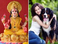 രാഹു-കേതു ദോഷം, ശനിദോഷം പരിഹാരം; നായ്ക്കളെ പരിപാലിച്ചാല്‍ നടക്കുന്നത് ഇത്‌