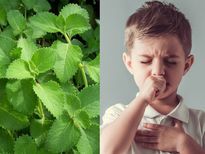 കുട്ടികള്‍ക്കും മുതിര്‍ന്നവര്‍ക്കും ആരോഗ്യപ്രശ്‌നത്തിന് പരിഹാരം; പനിക്കൂര്‍ക്കയുടെ ഗുണം 