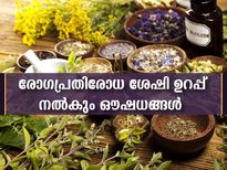 രോഗപ്രതിരോധ ശേഷിക്ക് പകരം വെക്കാനില്ലാത്ത ഔഷധം ഇതാണ്