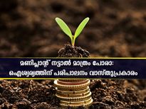 മണിപ്ലാന്റ് വെക്കുന്നത് സൂക്ഷിക്കണം: വാസ്തുപ്രകാരം ഐശ്വര്യത്തിന് വേണ്ടത്