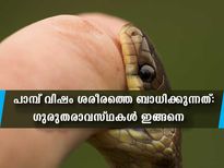 വൃക്കസ്തംഭനവും ഹൃദയസ്തംഭനവും: പാമ്പ് വിഷം ശരീരത്തെ ബാധിക്കുന്നത്