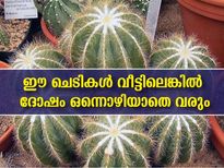 വാസ്തുപറയുന്നു ഈ ചെടികള്‍ വീട്ടിലെങ്കില്‍ ദോഷങ്ങള്‍ വിട്ടൊഴിയില്ല