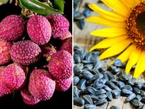 അറിഞ്ഞുകഴിച്ചാല്‍ വിത്ത് ആളൊരു കേമന്‍; ഇവ കഴിച്ചാല്‍ ദോഷം