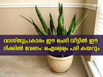 വാസ്തുപറയുന്നു സ്‌നേക്ക് പ്ലാന്റിന്റെ സ്ഥാനം: പടികയറും നേട്ടങ്ങള്‍