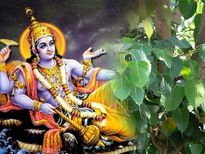 ആല്‍മരം ഒരിക്കലും മുറിക്കരുതെന്ന് പറയുന്നത് ഇതുകൊണ്ടാണ്