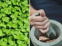 രാവിലെ വെറും വയറ്റില്‍ ബ്രഹ്‌മി കഴിച്ചാലുള്ള അത്ഭുത ഫലങ്ങള്‍