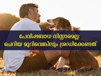 പേവിഷബാധ നിസ്സാരമാക്കല്ലേ: ലക്ഷണം, കാരണം, പ്രതിരോധം ഇങ്ങനെ