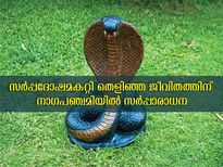 നാഗപഞ്ചമിയിലെ സര്‍പ്പാരാധാന ജാതകദോഷമകറ്റുന്നു