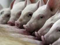 വയനാട്ടില്‍ പന്നിപ്പനി സ്ഥിരീകരിച്ചു: അറിയാം ലക്ഷണങ്ങളും കാരണവും പരിഹാരവും