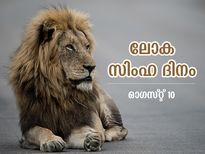 സിംഹങ്ങളെ സംരക്ഷിക്കാന്‍ പരിസ്ഥിതിയൊരുക്കാം; ഇന്ന് ലോക സിംഹ ദിനം