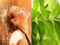 വേപ്പിനെ വെല്ലാന്‍ വേറൊന്നില്ല; വേപ്പില കലക്കിയ വെള്ളത്തില്‍ കുളിച്ചാല്‍ ലഭിക്കുന്ന ഗുണങ്ങള്‍