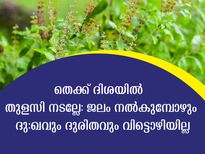 തുളസി ചെടിക്ക് ജലം നല്‍മ്പോള്‍ ഈ ദിവസം അരുത്: ദാരിദ്ര്യം വിട്ടുമാറില്ല