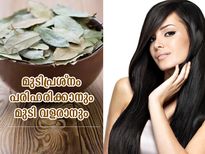 മുടി പ്രശ്‌നങ്ങള്‍ക്ക് പരിഹാരം, മുടി വളരാനും ഫലപ്രദം; കറുവ ഇല ഇങ്ങനെ ഉപയോഗിക്കൂ