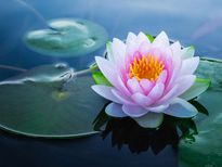 വന്ധ്യതക്ക് പരിഹാരം കാണാനും ലൈംഗികാരോഗ്യത്തിനും താമരയിതള്‍