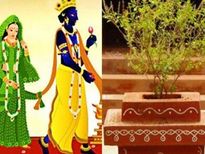 തുളസി വിവാഹം: ദാമ്പത്യ ഐശ്വര്യത്തിനും ദുരിതശമനത്തിനും വാസ്തുപ്രകാരം ഇക്കാര്യങ്ങള്‍