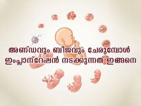 ബീജത്തിന് അണ്ഡവുമായി സംയോജിക്കാന്‍ എത്ര സമയം: ഗര്‍ഭധാരണം നടക്കുന്നതെപ്പോള്‍?