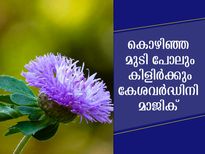കേശവര്‍ദ്ധിനി നിസ്സാരമല്ല: ഇതില്‍ വളരാത്ത മുടിയില്ല
