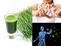 പ്രതിരോധശേഷിയും പ്രമേഹ പ്രതിരോധവും; വീറ്റ് ഗ്രാസ് ജ്യൂസ് ഒരു അത്ഭുത പാനീയം
