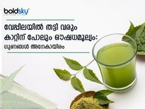 ശരീരശുദ്ധി, രക്തശുദ്ധി, വിഷപ്രതിരോധം, പ്രമേഹം: ആര്യവേപ്പിലൊതുങ്ങാത്ത രോഗമില്ല