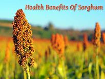 జొన్నలలో దాగున్న ఆరోగ్య రహస్యాలు