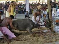 బోరోదేవి దేవాలయంలో ఆసక్తికర విషయాలు: మానవుని రక్తాన్ని సమర్పణ!