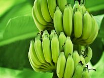 డయాబెటిస్ ను నియంత్రించే పచ్చి అరటిపండ్లు!