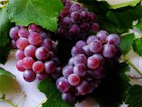 చలికాలంలో చర్మం డ్రైగా మారకుండా ఉండాలంటే ఈ ఫ్రూట్ ఫేస్ ప్యాక్ ట్రై చేయండి..! 