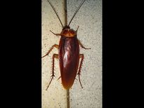  అత‌డి చెవిలో 26 బొద్దింక‌లు కాపురం పెట్టేశాయి! 