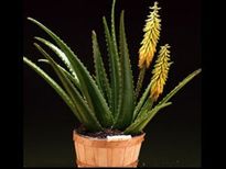 మీ ఇంట్లో ఇవి ఉంటే శని మిమ్మల్ని వెంటాడి వేధిస్తుంది