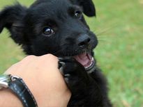 అలీషా, అమన్ ల అందమైన ప్రేమకథ